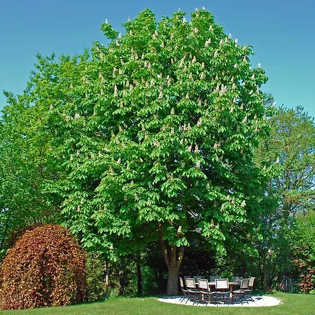 Casa de hóspedes Hauptmann 4*