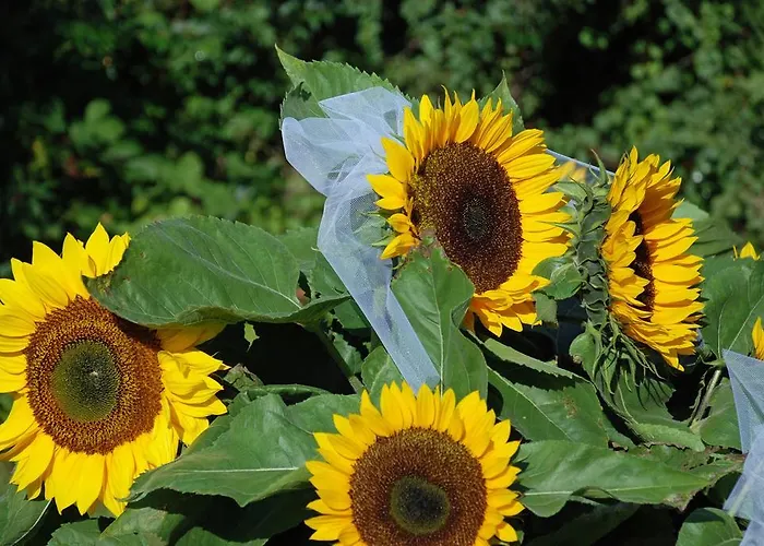 Guest house Hauptmann Portschach am Woerthersee